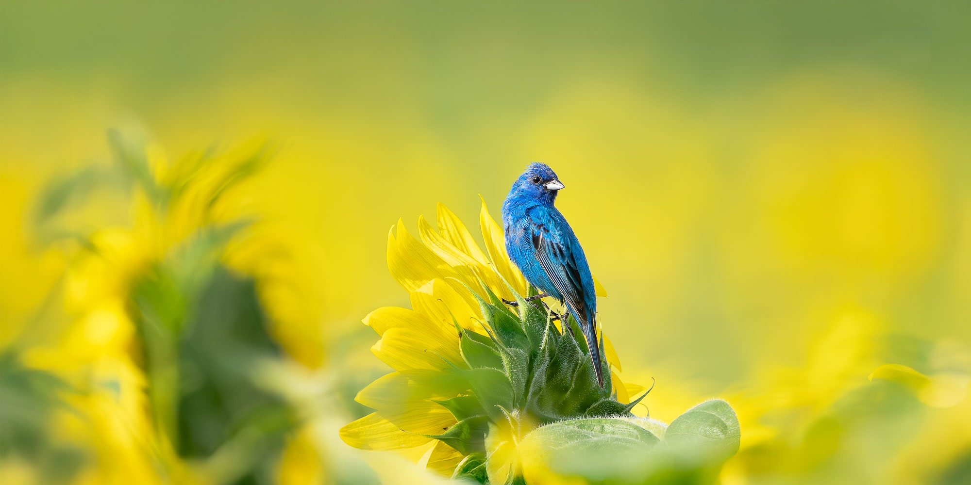 Image for Trogography Slider