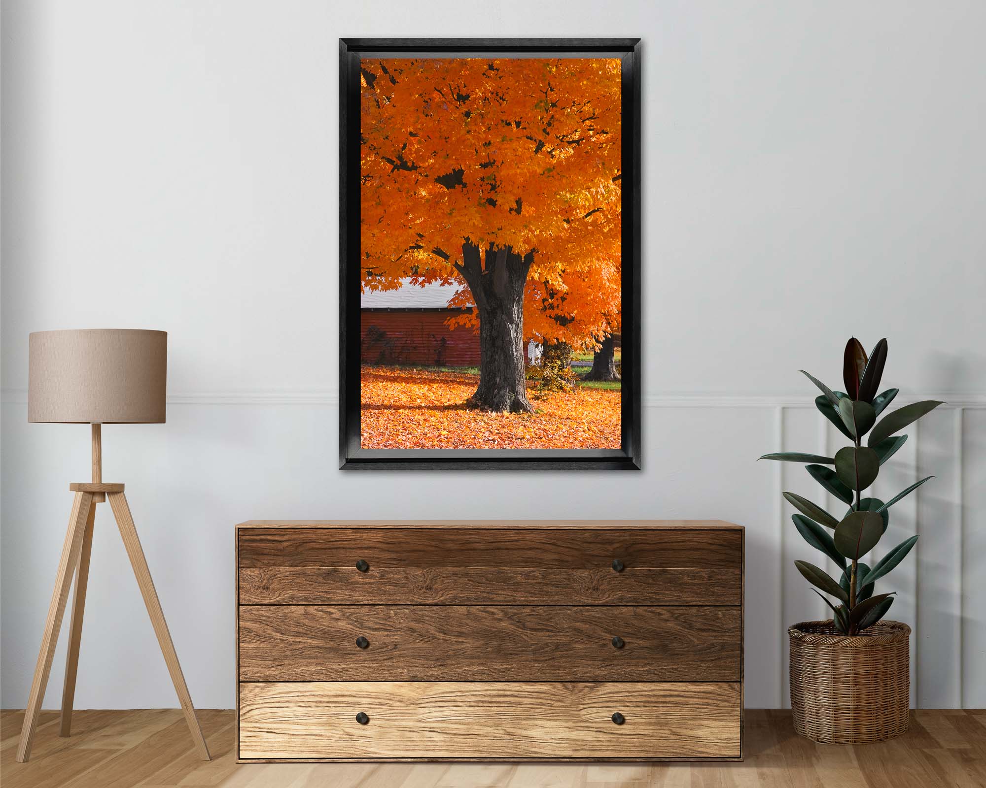 Maple Tree in its Autumn splendor