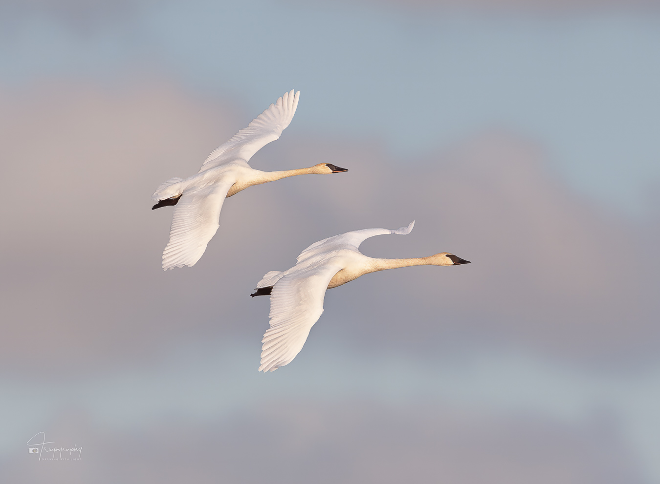 Trumpeter Swans in Flight