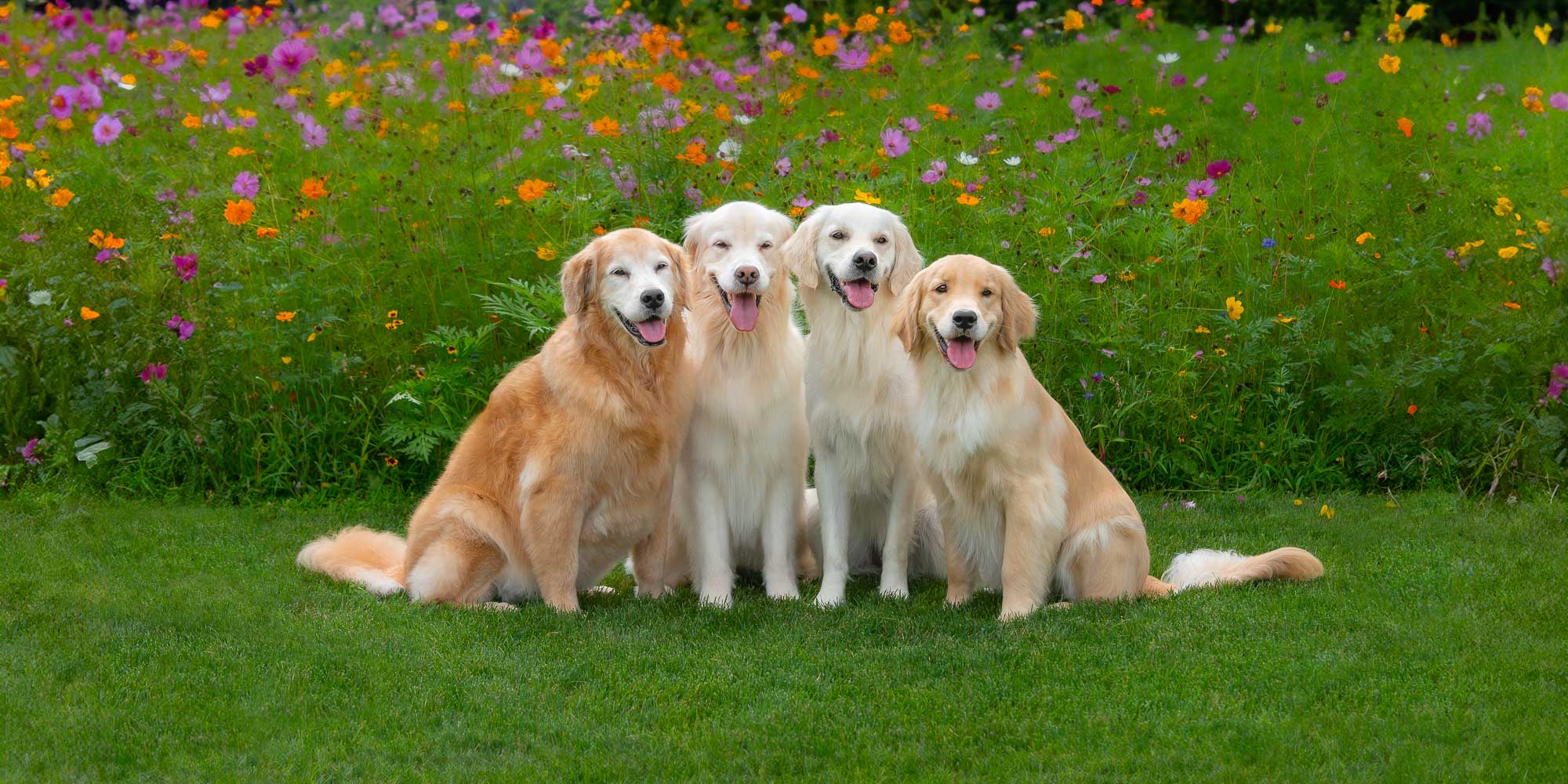 Hero Image for Trog's Dogs on Trogography