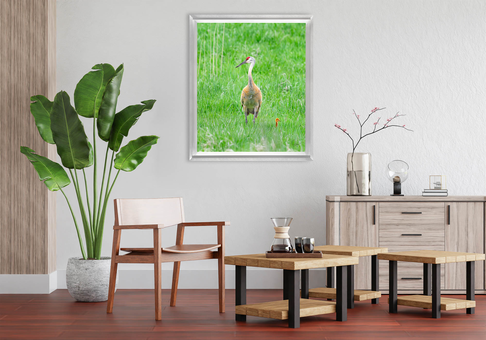 A Sandhill Crane and its little sidekick colt