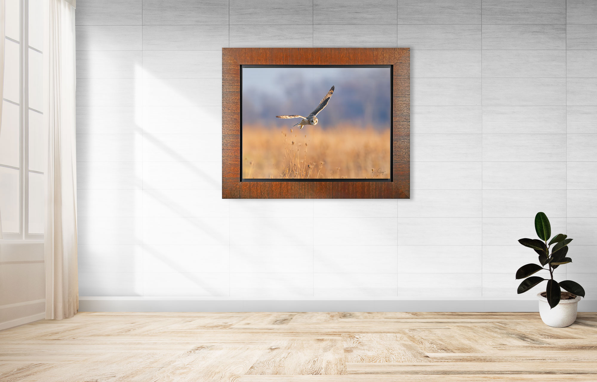 Short-eared Owl in flight above the prairie