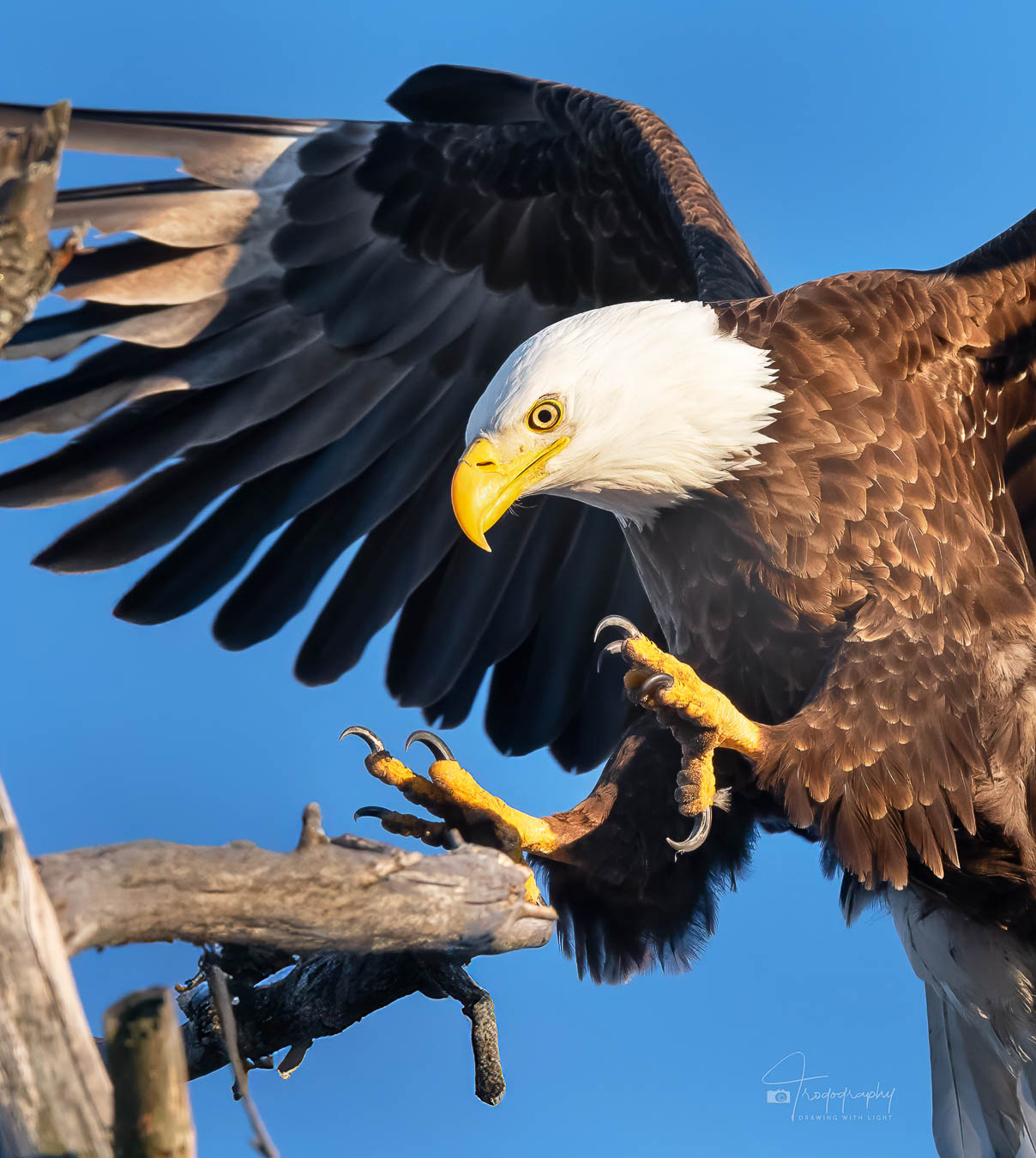 Bald eagle displaying powerful talons while landing on a branch