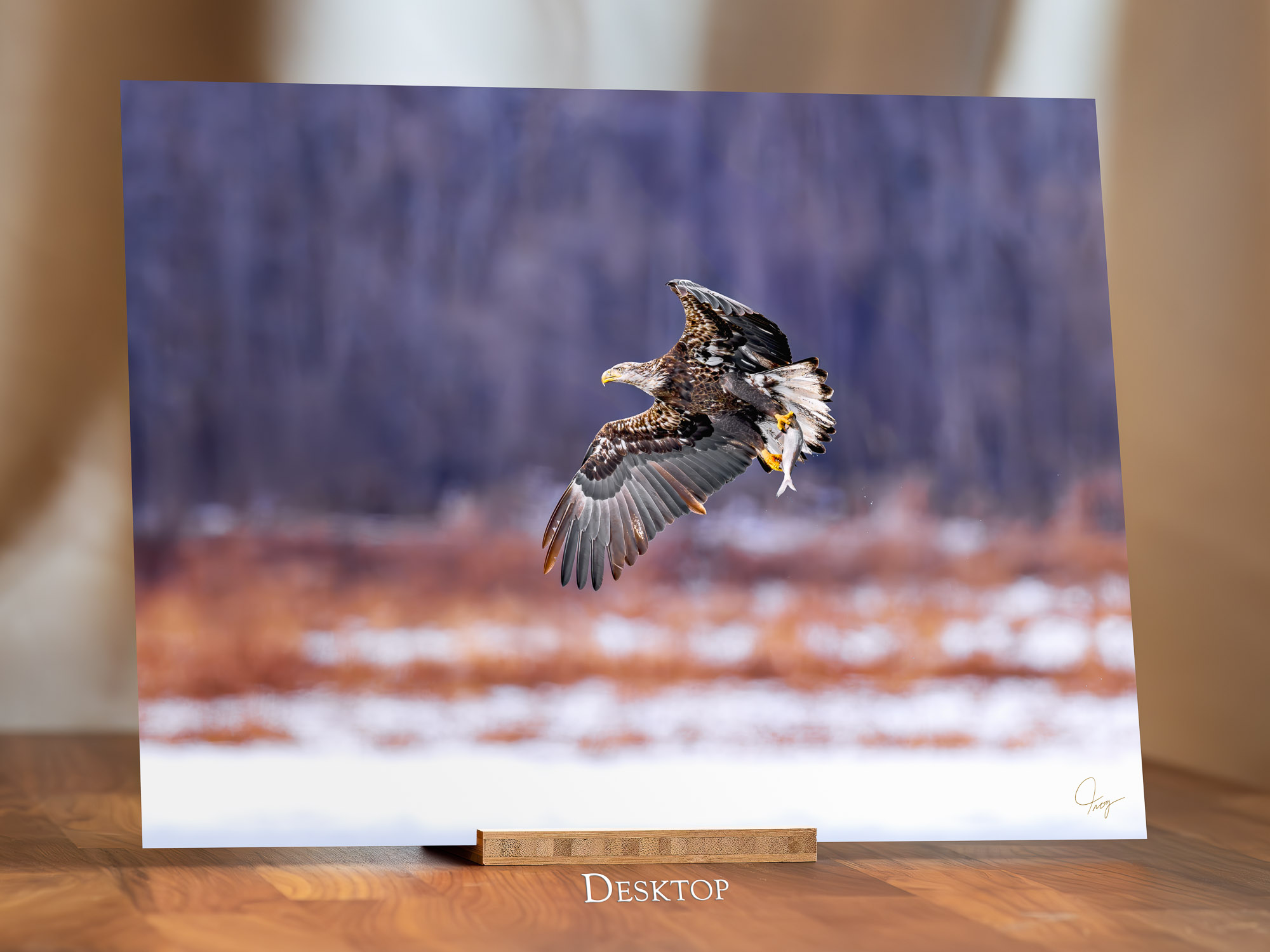 Sub-Adult Bald Eagle with a fresh catch