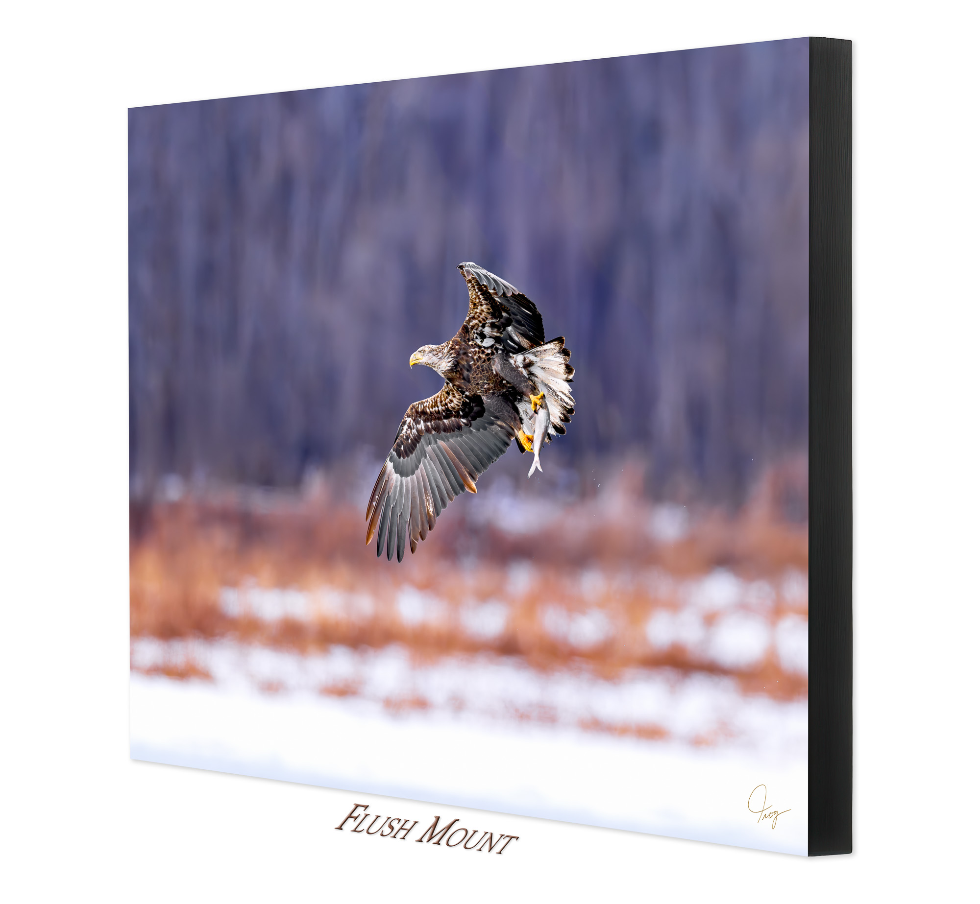 Sub-Adult Bald Eagle with a fresh catch