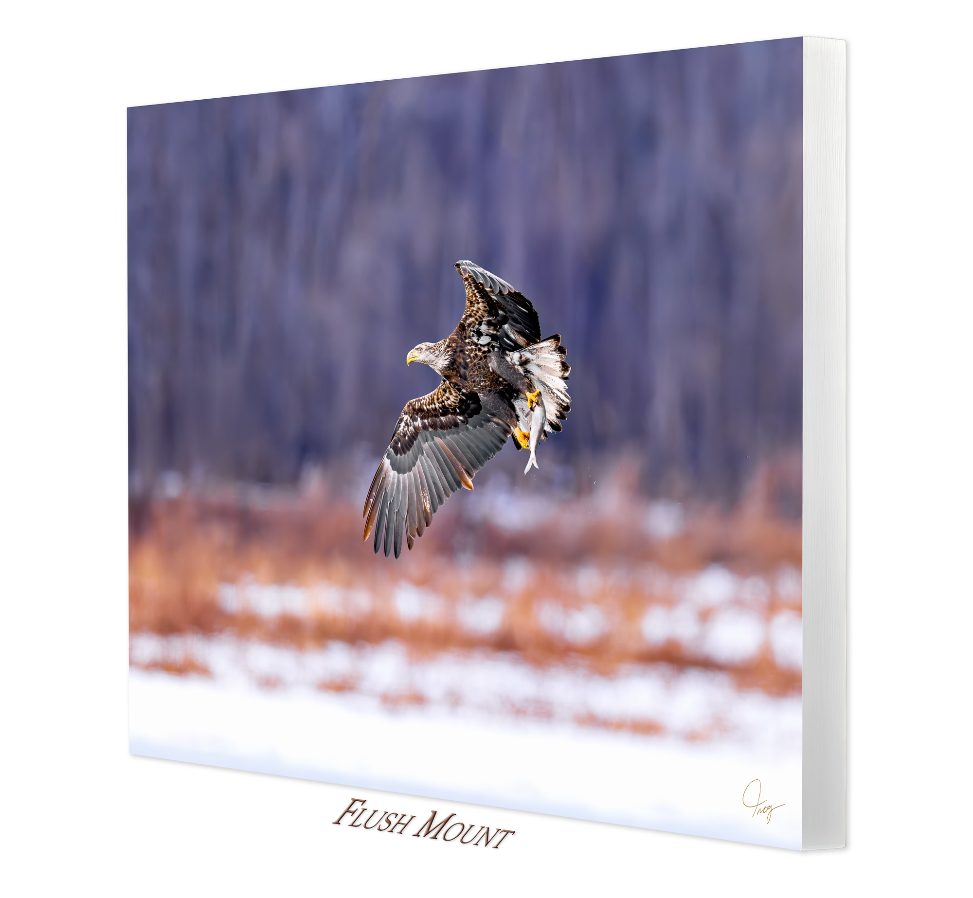 Sub-Adult Bald Eagle with a fresh catch