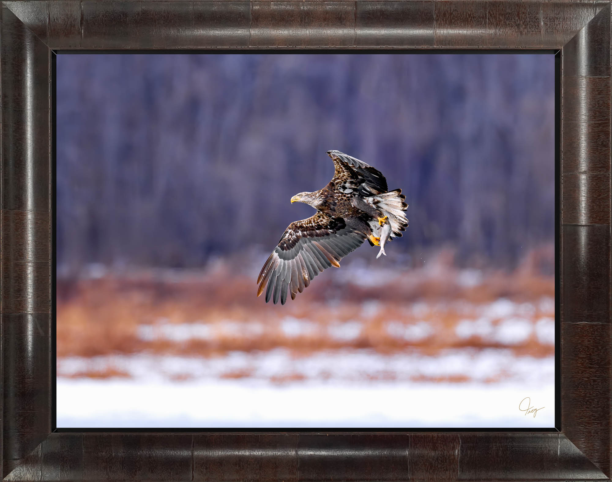 Sub-Adult Bald Eagle with a fresh catch