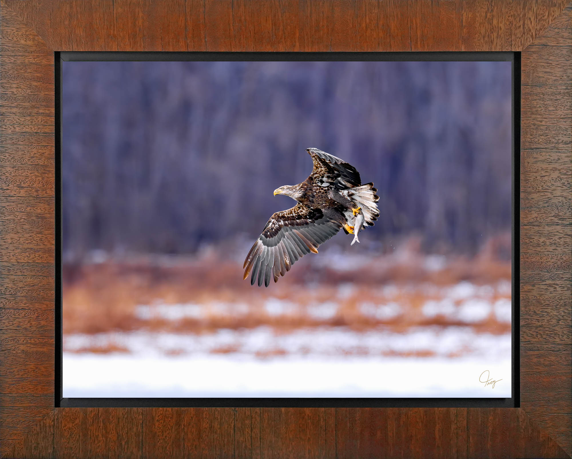 Sub-Adult Bald Eagle with a fresh catch