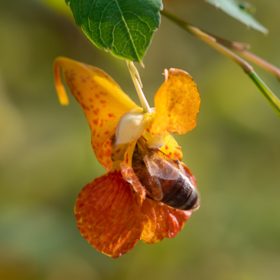 Spotted Touch-me-not aka Jewelweed