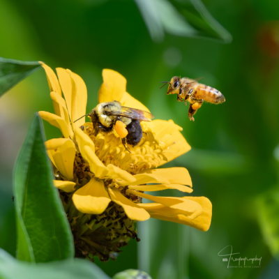 Bumblebee and Honey Bee with pollen sacs Bees with pollen sacs