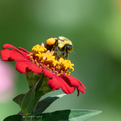 Bumblebee with pollen sacs Bumblebee with pollen sacs