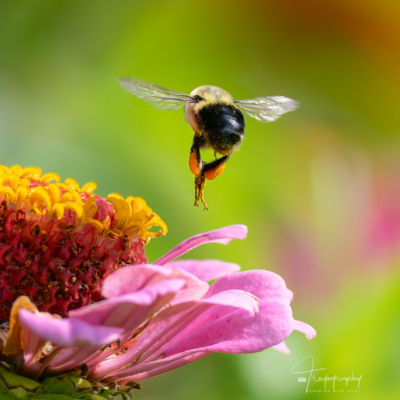 Bumblebee with pollen sacs Bumblebee with pollen sacs