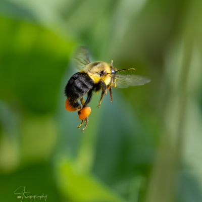 Bumblebee with pollen sacs Bumblebee with pollen sacs
