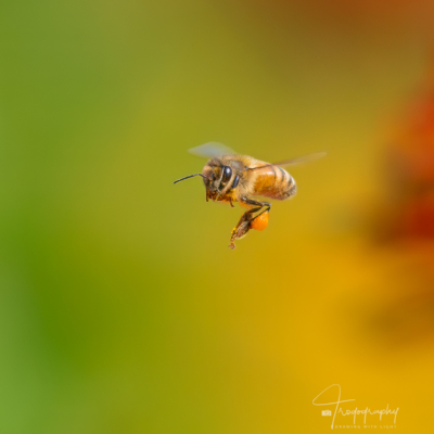 Honey Bee with pollen sacs Honey Bee with pollen sacs