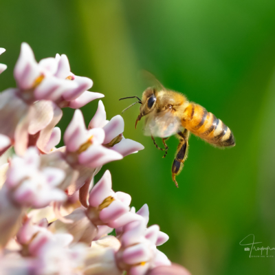 Honey Bee on a milkweed Honey Bee on a milkweed