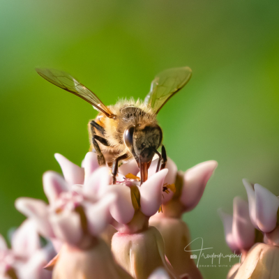 Honey Bee on a milkweed Honey Bee on a milkweed