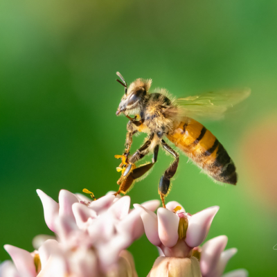 Honey Bee on a milkweed Honey Bee on a milkweed