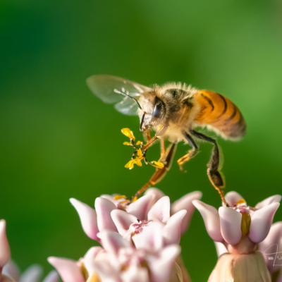 Honey Bee on a milkweed Honey Bee on a milkweed