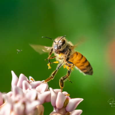 Honey Bee on a milkweed Honey Bee on a milkweed