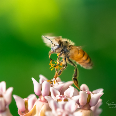 Honey Bee on a milkweed Honey Bee on a milkweed