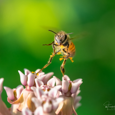 Honey Bee on a milkweed Honey Bee on a milkweed