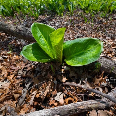 Skunk Cabbage in an Illinois forest