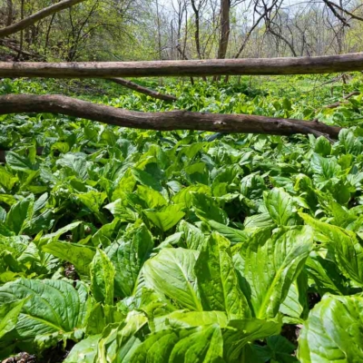 Skunk Cabbage in an Illinois forest