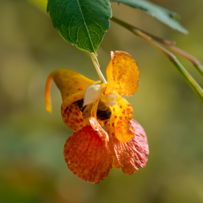Spotted Touch-me-not aka Jewelweed