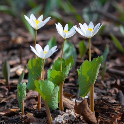 Bloodroot in northern IL forest