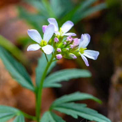 Cuckoo Flowers in northern Illinois forest