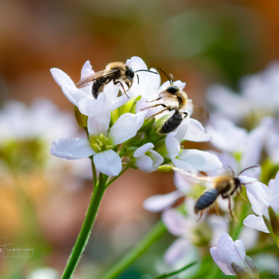 Mason Bees on Cuckoo Flowers in northern Illinois Mason Bees on Cuckoo Flowers in northern Illinois