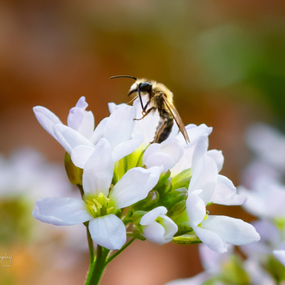 Mason Bees on Cuckoo Flowers in northern Illinois