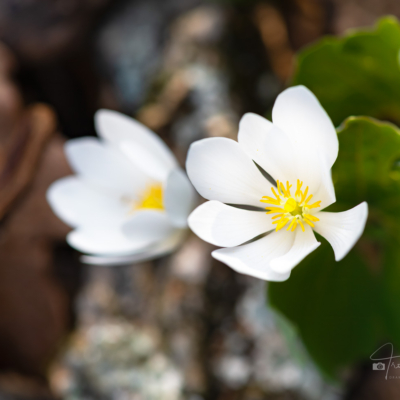 Bloodroot in northern IL forest