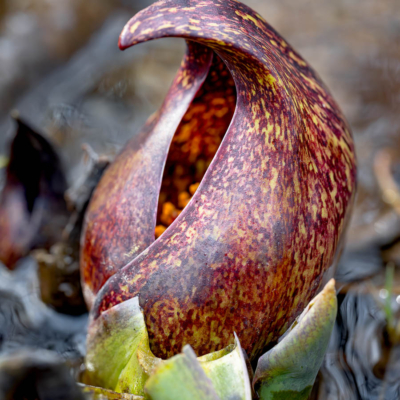 Skunk Cabbage in an Illinois forest