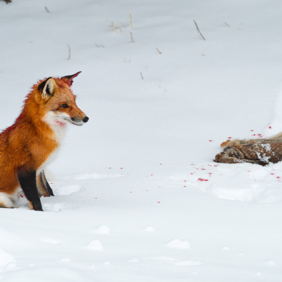Circle of life with a Red Fox