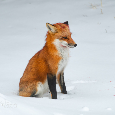 Circle of life with a Red Fox