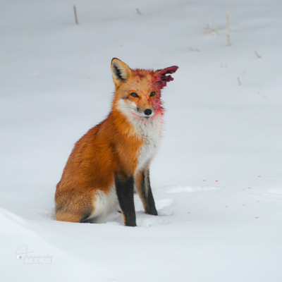 Circle of life with a Red Fox