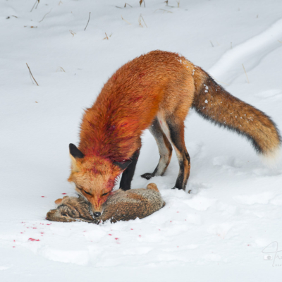 Circle of life with a Red Fox