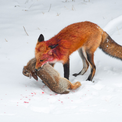 Circle of life with a Red Fox