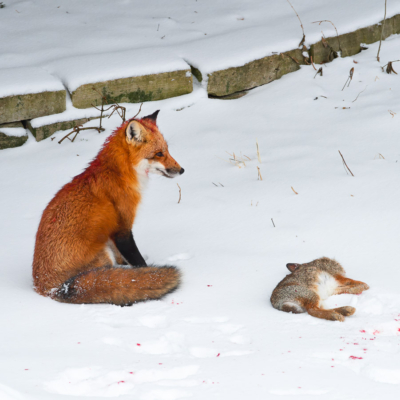 Circle of life with a Red Fox