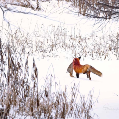 Circle of life with a Red Fox