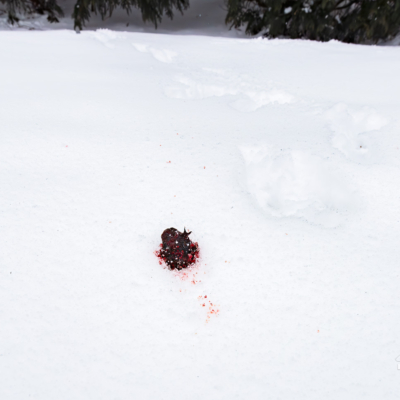 Circle of life with a Red Fox