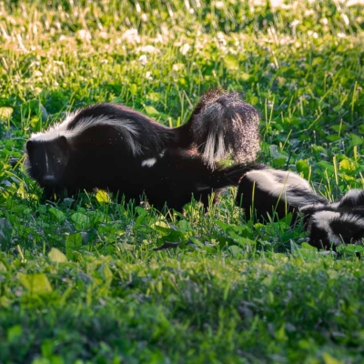 Mama Skunk with her kits