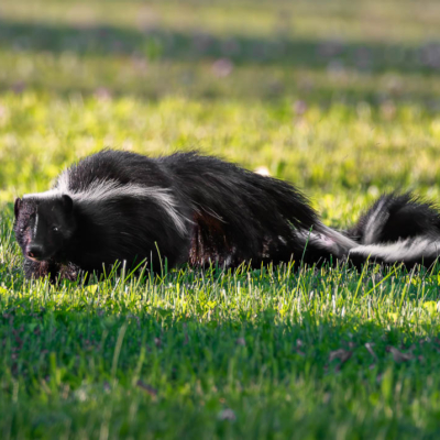 Mama Skunk with her kits