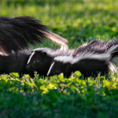 Mama Skunk with her kits