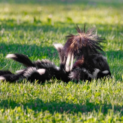 Mama Skunk with her kits