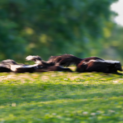 Mama Skunk with her kits