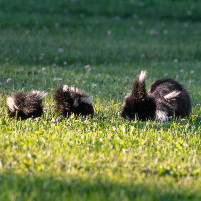 Mama Skunk with her kits