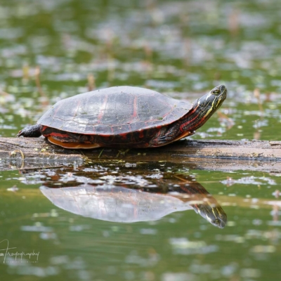Painted Turtle on a log Painted Turtle on a log