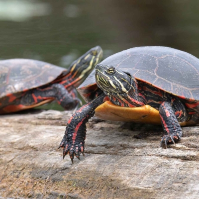 Painted Turtle on a log Painted Turtle on a log